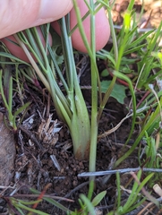 Lomatium caruifolium denticulatum