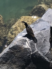 Anhinga novaehollandiae