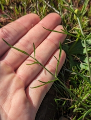 Lomatium caruifolium denticulatum