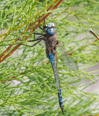 Rhionaeschna absoluta