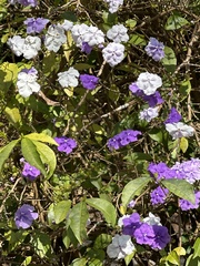 Brunfelsia uniflora