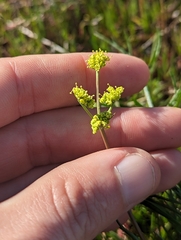 Lomatium caruifolium denticulatum