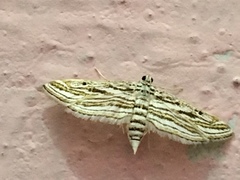 Parapoynx fluctuosalis