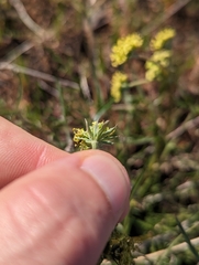 Lomatium caruifolium denticulatum