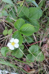 Fragaria chiloensis