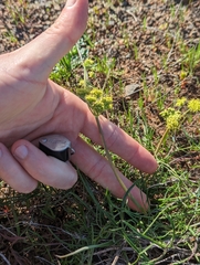 Lomatium caruifolium denticulatum