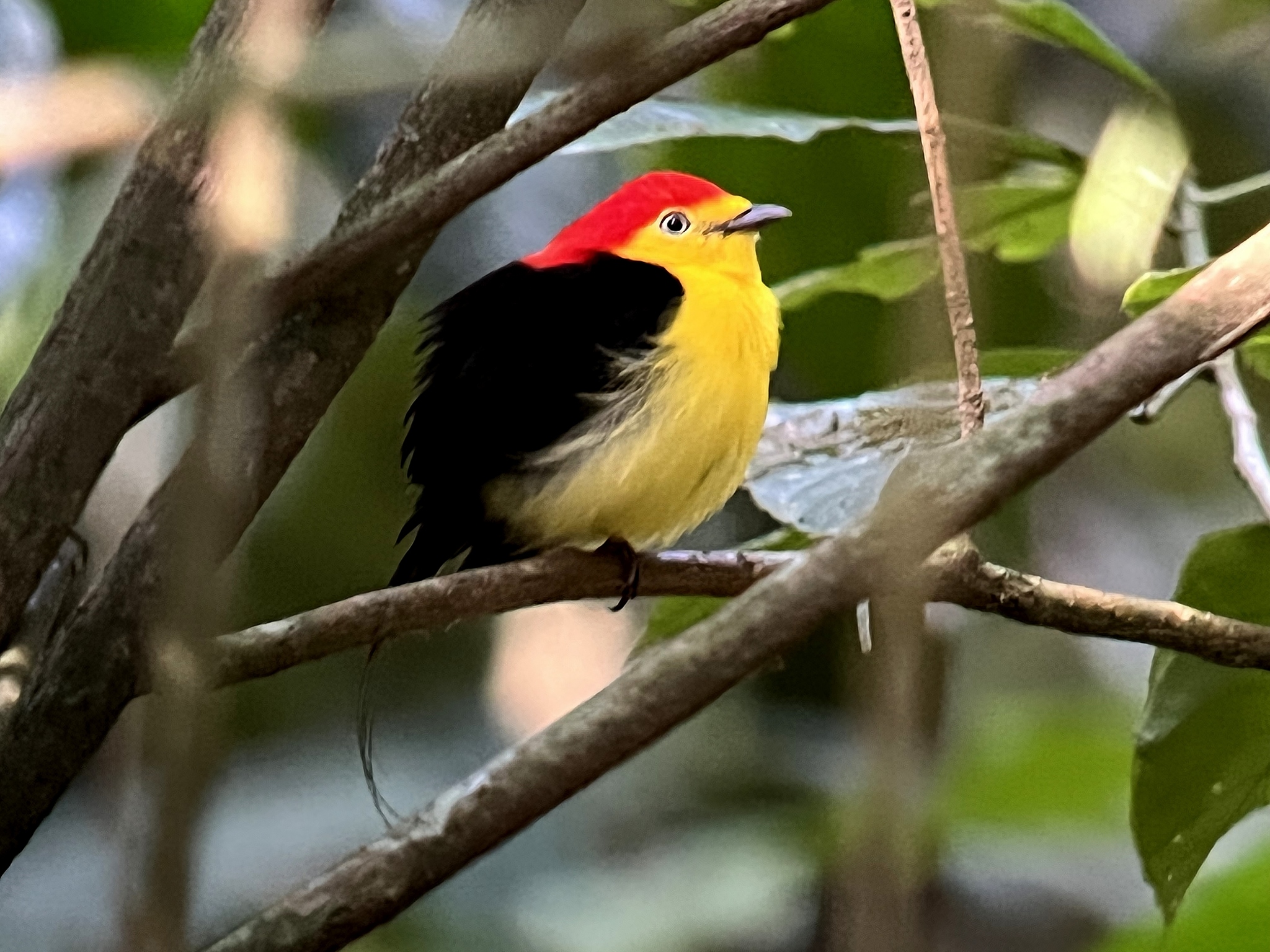 Wire-tailed Manakin (Pipra filicauda), photo 8