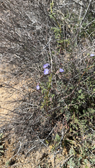 Hydrophylloideae