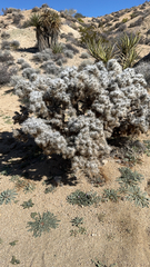 Cylindropuntia echinocarpa
