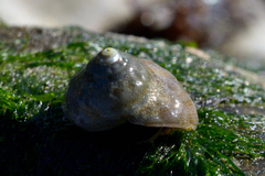 Tegula aureotincta