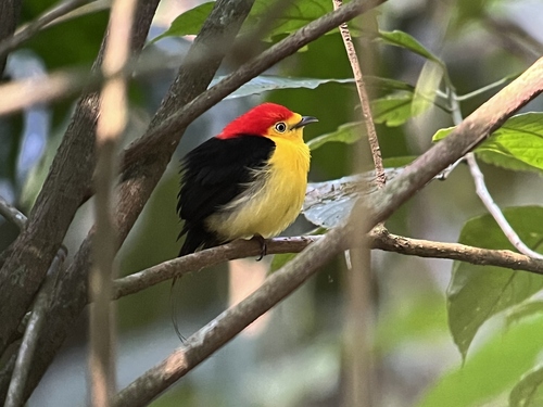 Wire-tailed Manakin (Pipra filicauda), photo 6