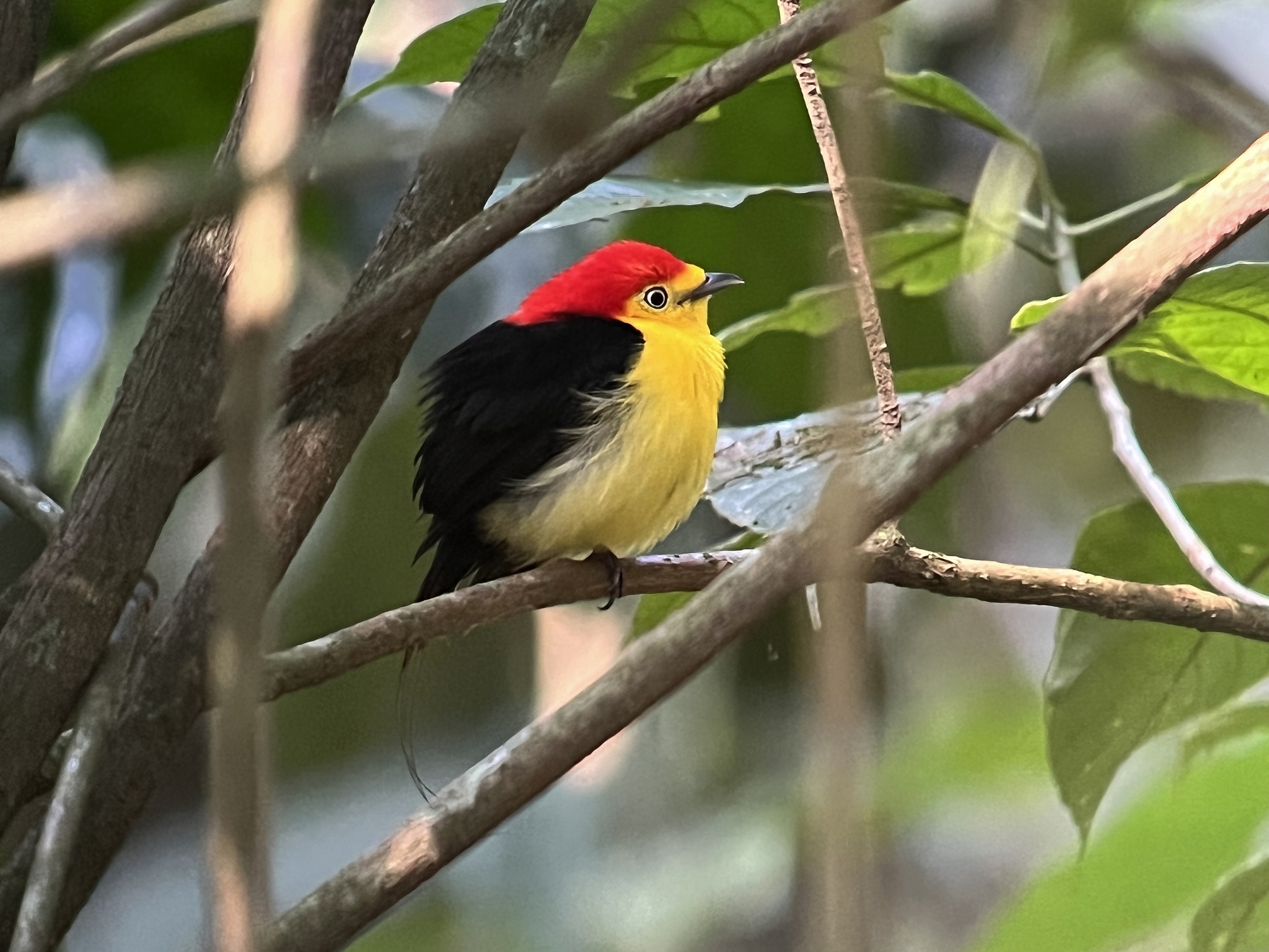 Wire-tailed Manakin (Pipra filicauda), photo 9