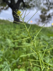 Sisymbrium erysimoides