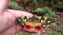 Polythysana rubrescens