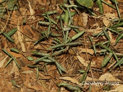 Gardneria multiflora