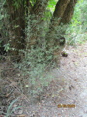 Coprosma propinqua