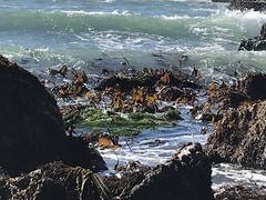 Laminaria setchellii