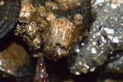 Megabalanus californicus