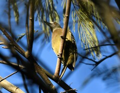 Melanerpes striatus