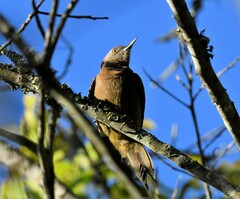 Melanerpes striatus