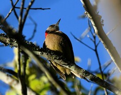 Melanerpes striatus