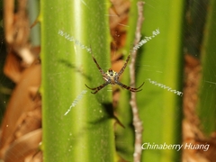 Argiope aetheroides