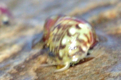 Eulithidium