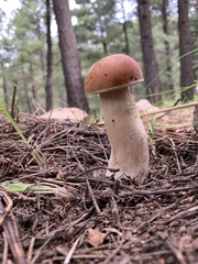 Boletus rubriceps