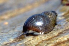 Eulithidium