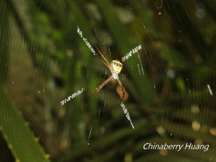 Argiope aetheroides
