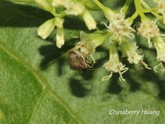 Eysarcoris guttigerus