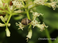Eysarcoris guttigerus