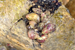 Eulithidium