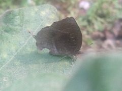 Mahathala ameria