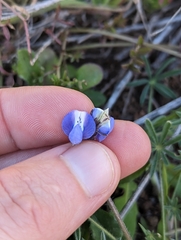 Lupinus nanus