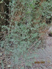 Coprosma propinqua