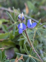 Lupinus nanus