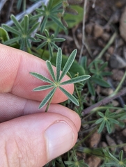 Lupinus nanus