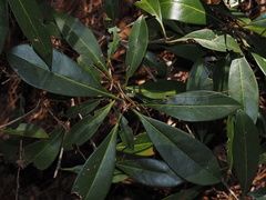 Cartrema americana