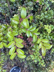 Vaccinium ovatum