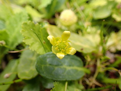 Ranunculus acaulis