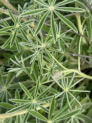 Lupinus excubitus