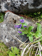 Myosotis capitata
