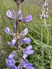 Lupinus excubitus