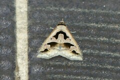 Tephriopis divulsa