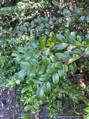 Vaccinium ovatum