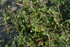 Eriogonum parvifolium