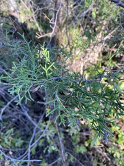 Juniperus californica