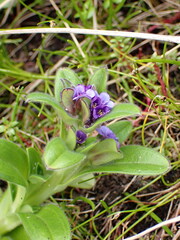 Myosotis capitata