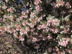 Arctostaphylos auriculata